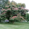 Mimosa Tree Seeds - 20 Count Pack for Outdoor Planting - Albizia Julibrissin - Image 1