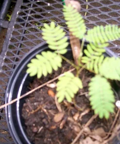 Mimosa Tree Seeds (Albizia julibrissin) - 20 Count Packet for Outdoor Planting - Image 4