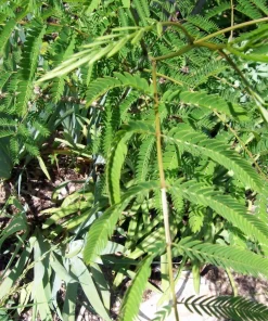 Mimosa Tree Seeds (Albizia julibrissin) - 20 Count Packet for Outdoor Planting - Image 6