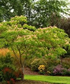 Mimosa Tree Seeds (Albizia julibrissin) - 20 Count Packet for Outdoor Planting - Image 7