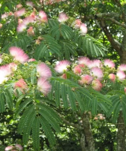 Mimosa Tree Seeds (Albizia julibrissin) - 20 Count Packet for Outdoor Planting - Image 8