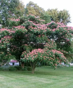 Mimosa Tree Seeds - Albizia julibrissin - 20 Seeds - Outdoor Flowering Tree - Image 1