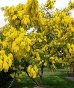 Mimosa Wattle Seedlings Live Plant, 3-5 Inch Tall in 4 Inch Pot, Yellow Flower Tree - Image 2
