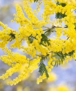 Mimosa Wattle Seedlings Live Plant, 3-5 Inch Tall in 4 Inch Pot, Yellow Flower Tree - Image 3