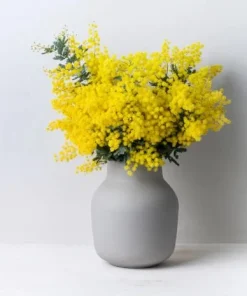 Mimosa Wattle Seedlings Live Plant, 3-5 Inch Tall in 4 Inch Pot, Yellow Flower Tree - Image 4