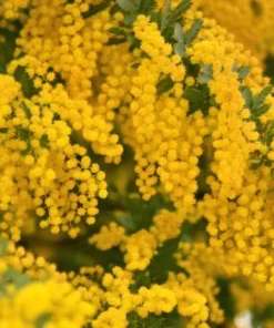 Mimosa Wattle Seedlings Live Plant, 3-5 Inch Tall in 4 Inch Pot, Yellow Flower Tree - Image 5
