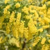 Mimosa Wattle Seedlings Live Plant, 3-5 Inch Tall in 4 Inch Pot, Yellow Flower Tree - Image 1