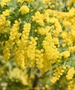 Mimosa Wattle Seedlings Live Plant, 3-5 Inch Tall in 4 Inch Pot, Yellow Flower Tree - Image 1