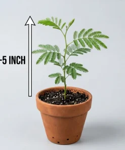 Mimosa Wattle Seedlings Live Plant, 3-5 Inch Tall in 4 Inch Pot, Yellow Flower Tree - Image 6