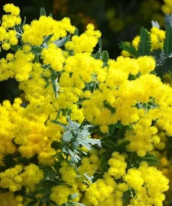 Mimosa Wattle Seedlings Live Plant, 3-5 Inch Tall in 4 Inch Pot, Yellow Flower Tree - Image 7