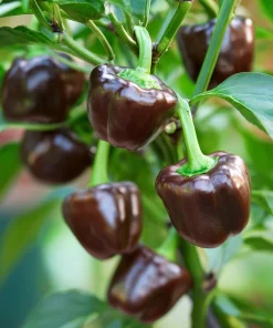 Mini Chocolate Sweet Bell Pepper Seeds – High-Yield, Compact – 20 Seeds - Image 3