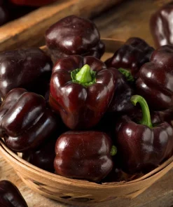 Mini Chocolate Sweet Bell Pepper Seeds – High-Yield, Compact – 20 Seeds - Image 4