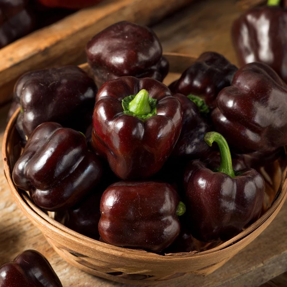 Mini Chocolate Sweet Bell Pepper Seeds – High-Yield, Compact – 20 Seeds - Image 4