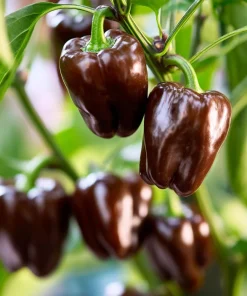 Mini Chocolate Sweet Bell Pepper Seeds – High-Yield, Compact – 20 Seeds - Image 1