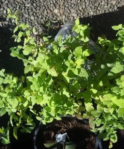 Mini Gold Mound Spirea Live Plant - Dwarf Shrub, Golden Foliage, Pink Flowers, 5-8" Tall in Qt Pot - Image 2