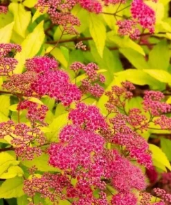 Mini Gold Mound Spirea Live Plant - Dwarf Shrub, Golden Foliage, Pink Flowers, 5-8