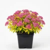 Mini Gold Mound Spirea Live Plant - Dwarf Shrub, Golden Foliage, Pink Flowers, 5-8" Tall in Qt Pot - Image 1
