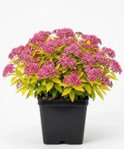 Mini Gold Mound Spirea Live Plant - Dwarf Shrub, Golden Foliage, Pink Flowers, 5-8" Tall in Qt Pot - Image 1