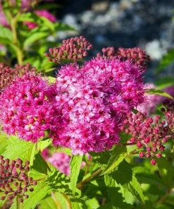 Mini Gold Mound Spirea Live Plant - Dwarf Shrub, Golden Foliage, Pink Flowers, 5-8