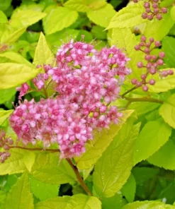 Mini Gold Mound Spirea Live Plant - Dwarf Shrub, Golden Foliage, Pink Flowers, 5-8