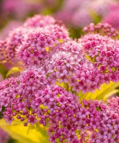 Mini Gold Mound Spirea Live Plant - Dwarf Shrub, Golden Foliage, Pink Flowers, 5-8