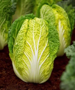Mini Napa Cabbage Seeds – 50 Seeds – Compact Chinese Cabbage for Containers & Gardens - Image 4