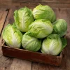 Mini Napa Cabbage Seeds – 50 Seeds – Compact Chinese Cabbage for Containers & Gardens - Image 1
