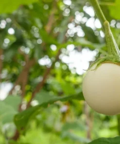Mini White Round Eggplant Seeds - 100 Seeds for Planting - Sweet Flavor - Image 4