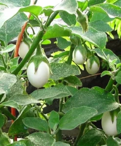 Mini White Round Eggplant Seeds - 100 Seeds for Planting - Sweet Flavor - Image 5