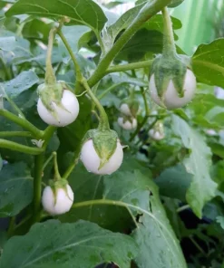 Mini White Round Eggplant Seeds - 100 Seeds for Planting - Sweet Flavor - Image 6