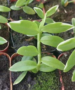 Miniature Dendrobium loddigesii Variegated Live Orchid Plant in 2