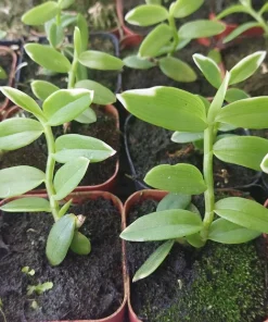Miniature Dendrobium loddigesii Variegated Live Orchid Plant in 2