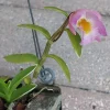 Miniature Dendrobium loddigesii Variegated Live Orchid Plant in 2" Pot - Image 1