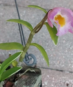 Miniature Dendrobium loddigesii Variegated Live Orchid Plant in 2