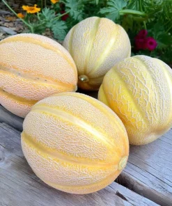 Minnesota Midget Melon Seeds - 25 Seeds, Sweet & Compact for Gardens & Containers - Image 2