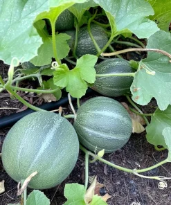 Minnesota Midget Melon Seeds - 25 Seeds, Sweet & Compact for Gardens & Containers - Image 3