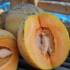 Minnesota Midget Melon Seeds - 25 Seeds, Sweet & Compact for Gardens & Containers - Image 1