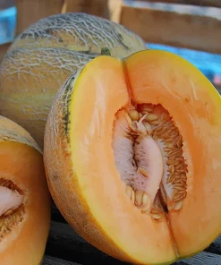 Minnesota Midget Melon Seeds - 25 Seeds, Sweet & Compact for Gardens & Containers - Image 1