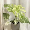Mint Variegated Monstera Live Plant – Rare Tropical Houseplant – 4-6 Inches Tall – Indoor - Image 1