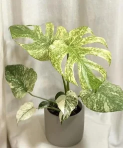 Mint Variegated Monstera Live Plant – Rare Tropical Houseplant – 4-6 Inches Tall – Indoor - Image 1