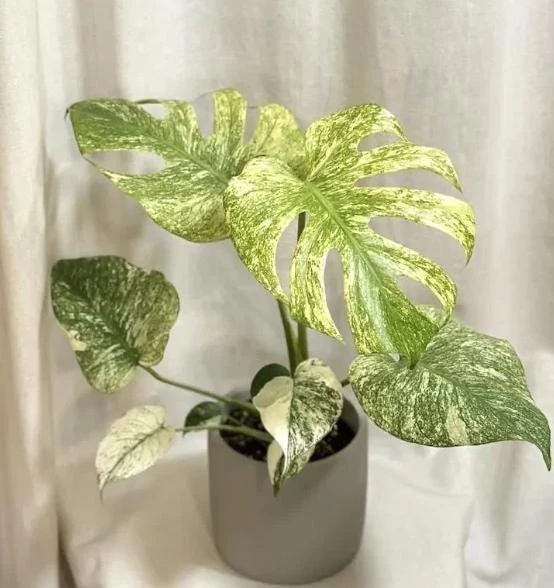 Mint Variegated Monstera Live Plant – Rare Tropical Houseplant – 4-6 Inches Tall – Indoor - Image 1