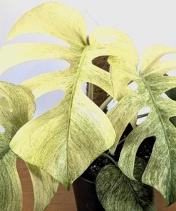 Mint Variegated Monstera Live Plant – Rare Tropical Houseplant – 4-6 Inches Tall – Indoor - Image 2