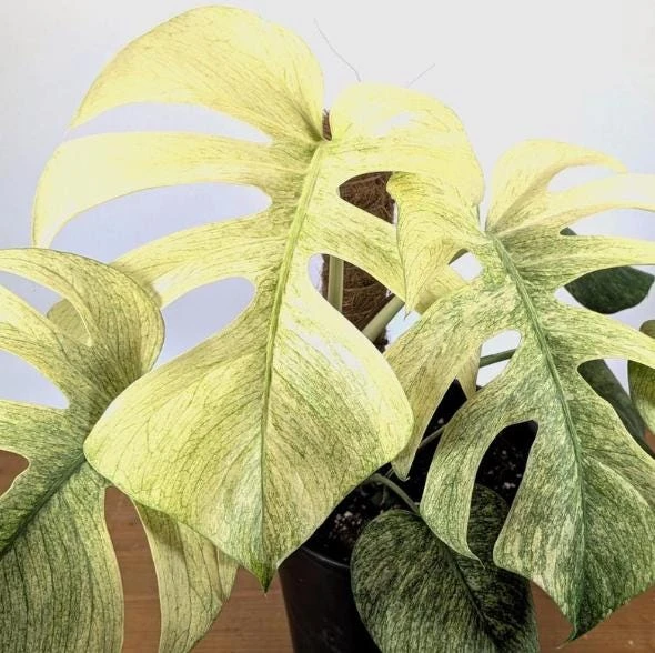 Mint Variegated Monstera Live Plant – Rare Tropical Houseplant – 4-6 Inches Tall – Indoor - Image 2