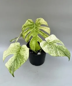Mint Variegated Monstera Live Plant – Rare Tropical Houseplant – 4-6 Inches Tall – Indoor - Image 3