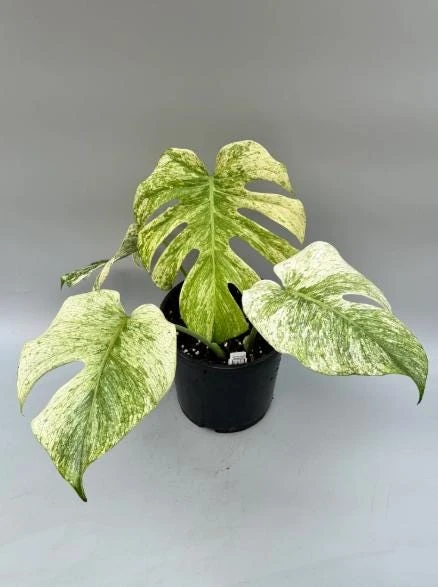 Mint Variegated Monstera Live Plant – Rare Tropical Houseplant – 4-6 Inches Tall – Indoor - Image 3