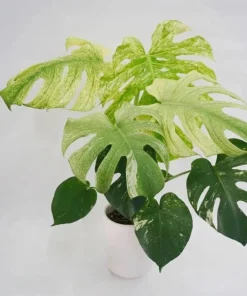 Mint Variegated Monstera Live Plant – Rare Tropical Houseplant – 4-6 Inches Tall – Indoor - Image 4