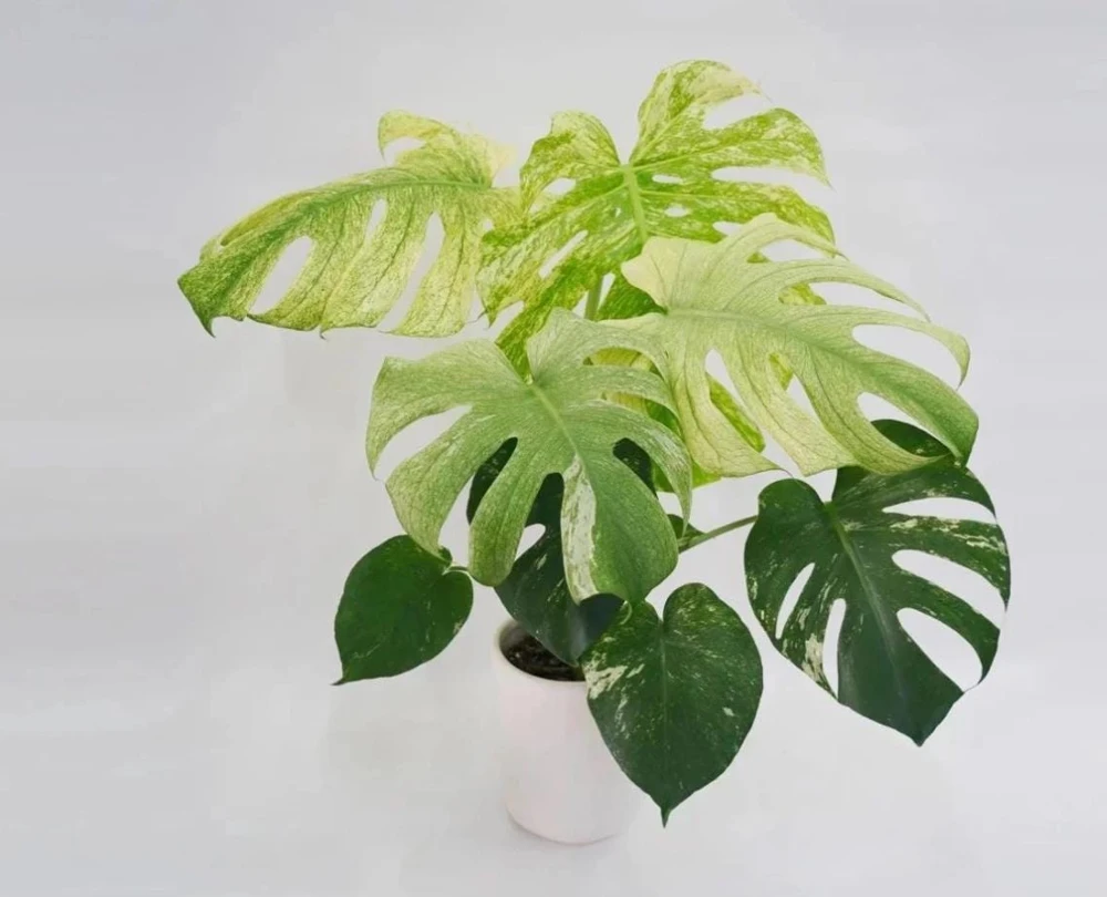 Mint Variegated Monstera Live Plant – Rare Tropical Houseplant – 4-6 Inches Tall – Indoor - Image 4