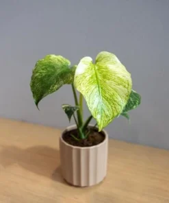 Mint Variegated Monstera Live Plant – Rare Tropical Houseplant – 4-6 Inches Tall – Indoor - Image 5