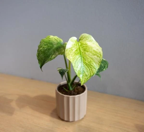 Mint Variegated Monstera Live Plant – Rare Tropical Houseplant – 4-6 Inches Tall – Indoor - Image 5