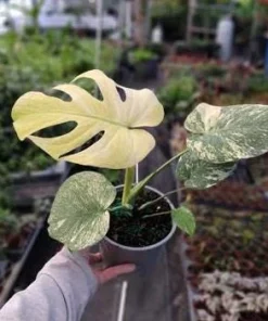 Mint Variegated Monstera Live Plant – Rare Tropical Houseplant – 4-6 Inches Tall – Indoor - Image 6